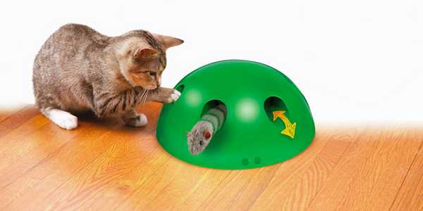 Time to play. Fun and enrichment for your cat.